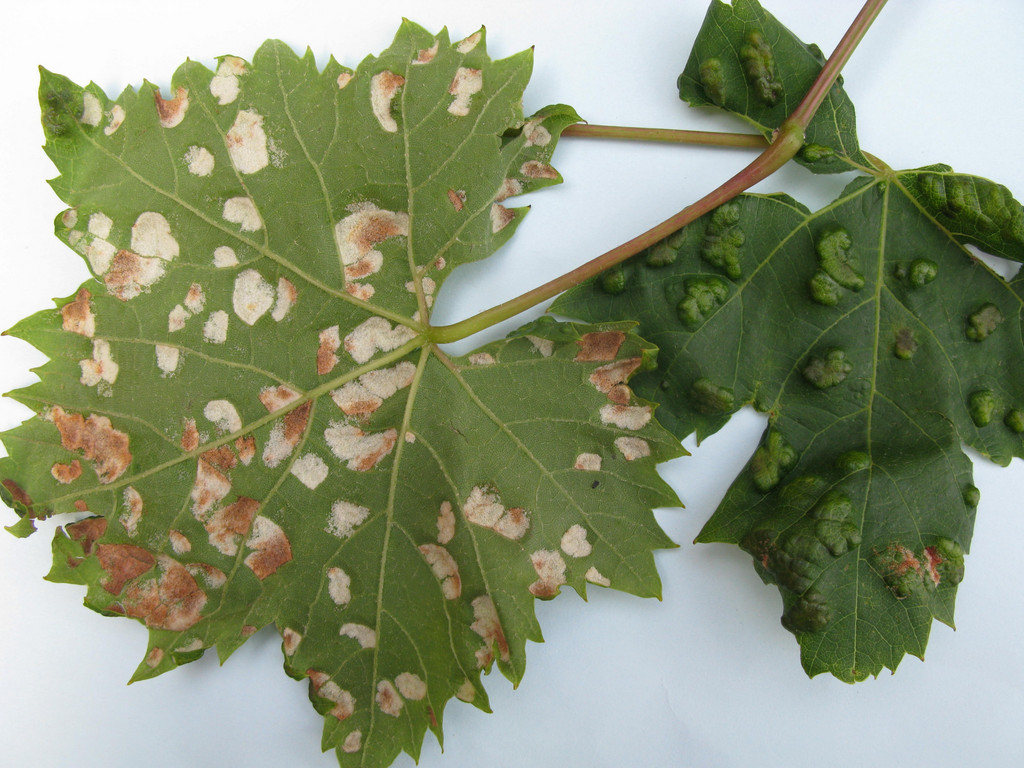 Grape vine blister mite 