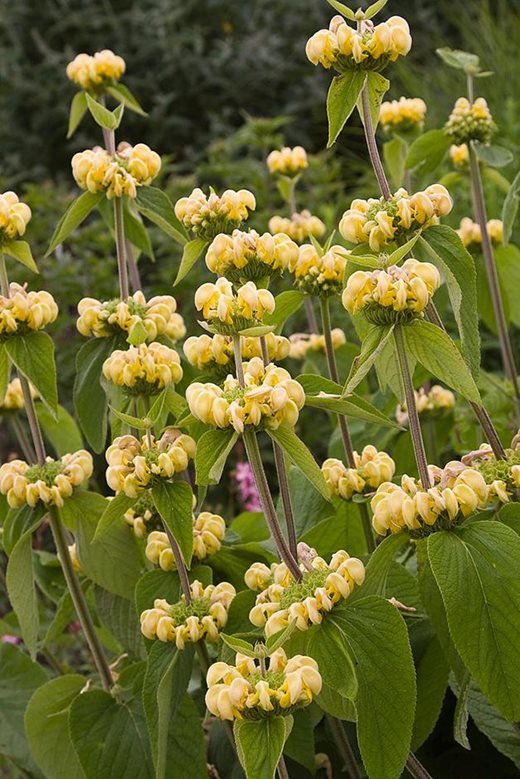 Phlomis russeliana growing with Stipa tenuissima