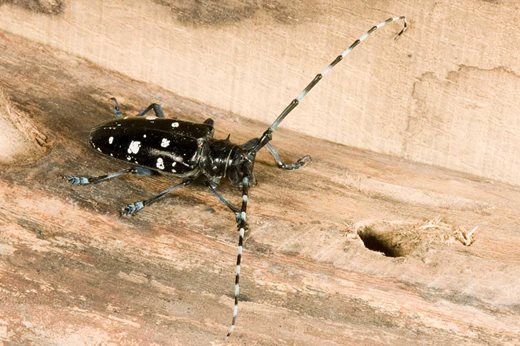 Asian longhorn beetle