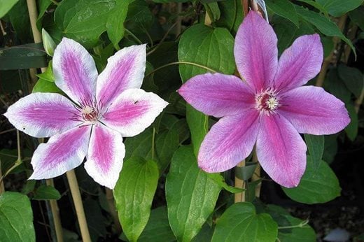 Clematis 'Carnaby'