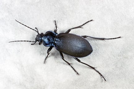 Violet ground beetle (<i>Carabus violaceus</i>). Credit: RHS/Entomology