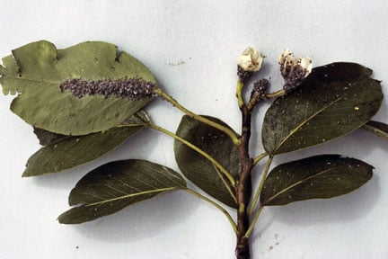 Pear-bedstraw aphid (<EM>Dysaphis pyri</EM>) on pear