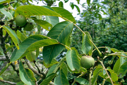 Walnuts