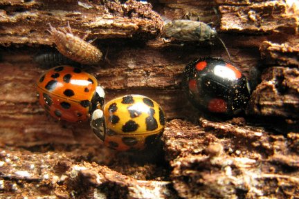 Harlequin ladybird under bark hibernating