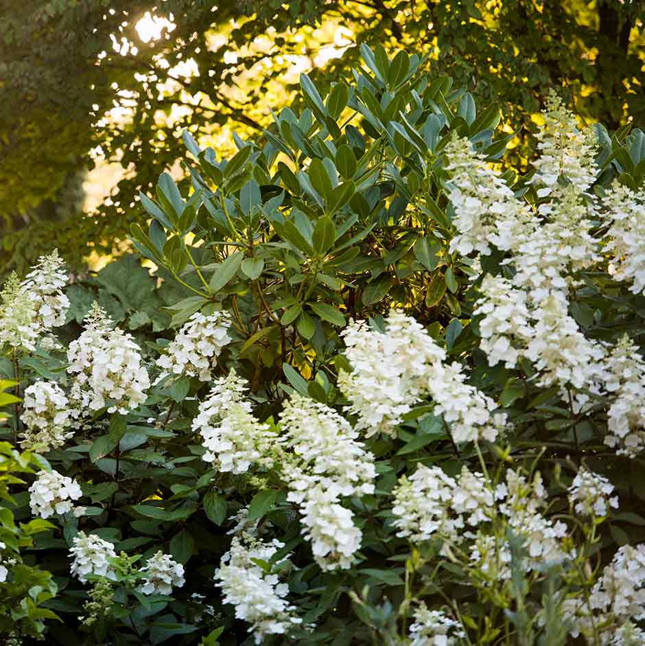 Hydrangea paniculata 'Floribunda' is a good choice for clay soils.