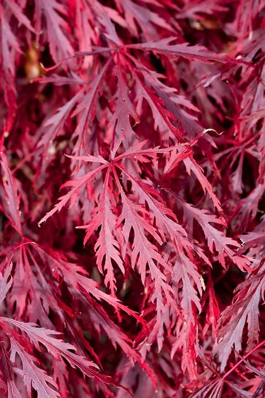 Acer palmatum (Dissectum Group) 'Garnet'