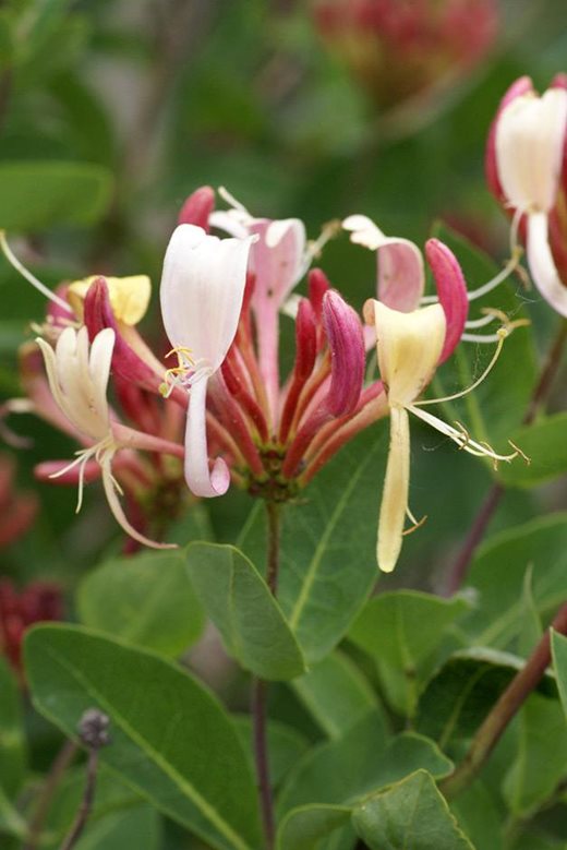 Lonicera periclymenum variety