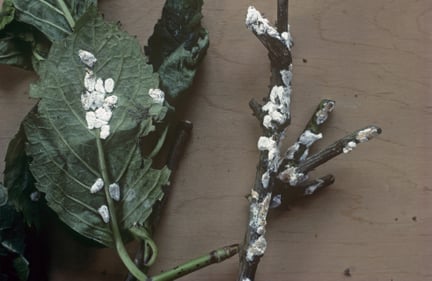 Hydrangea scale