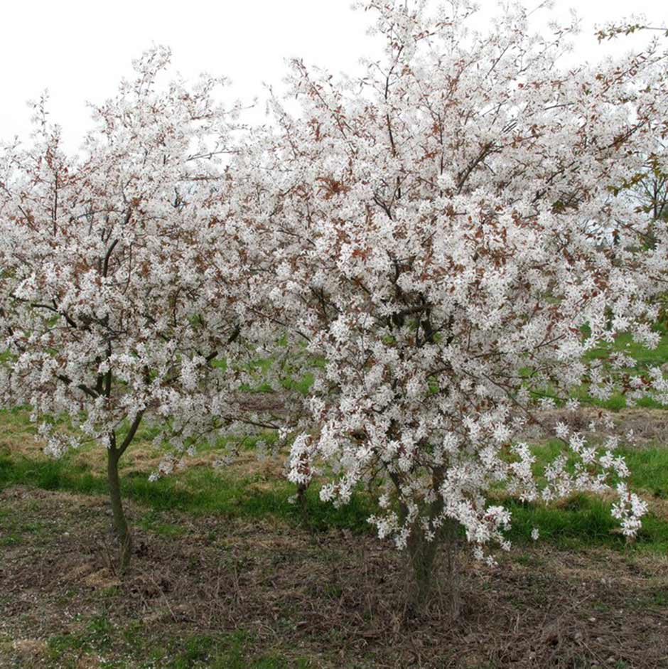 Many Amelanchier trees are perfect for smaller gardens