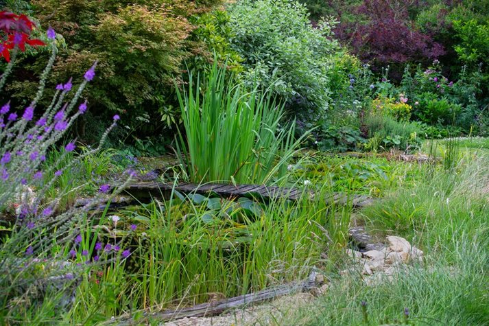 A biodiverse garden containing a wildlife pond