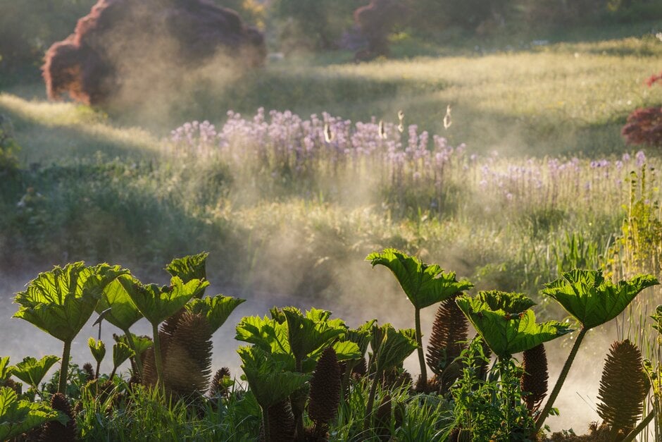 Water vapour above a patch of Gunnera at RHS Garden Wisley