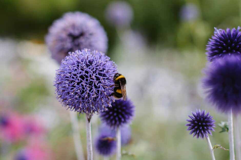 Key plants in the garden