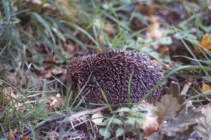 Hedgehog