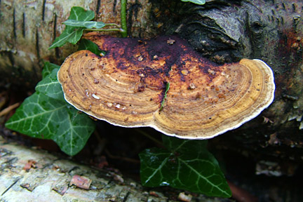 <em>Daedaleopsis confragosa</em> (blushing bracket) on birch