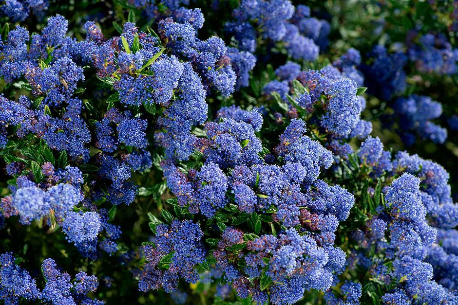 Discover Ceanothus