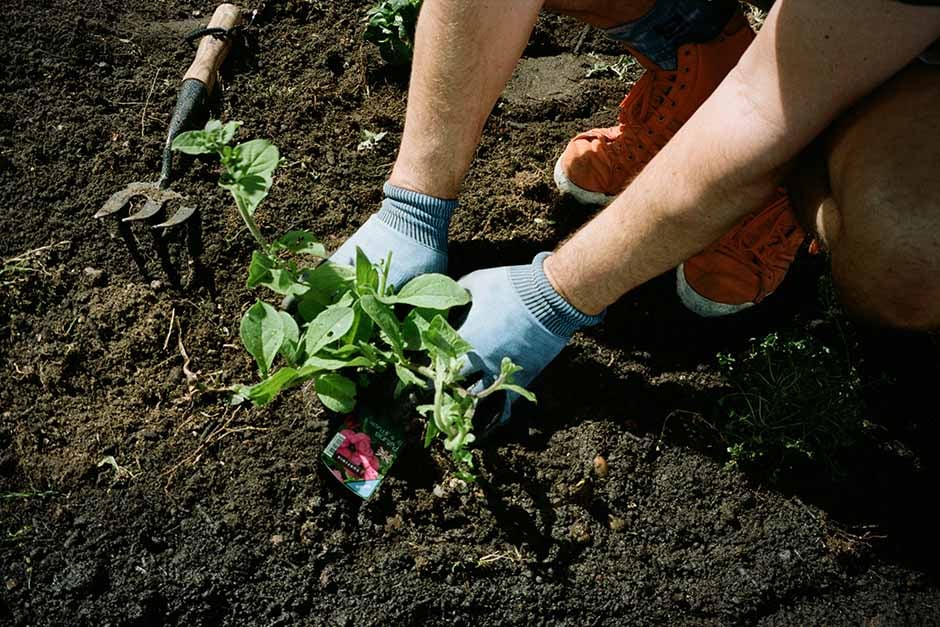 Guerrilla gardening