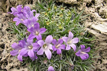 Edraianthus pumilo on tufa rock