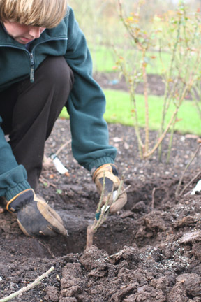 Planting a rose.