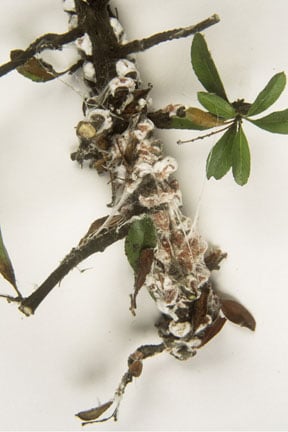 Woolly vine scale (<EM>Pulvinaria vitis</EM>) with egg masses