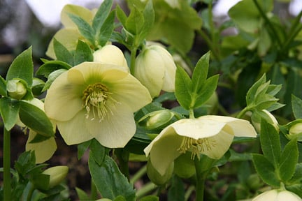 <em>Helleborus orientalis</>