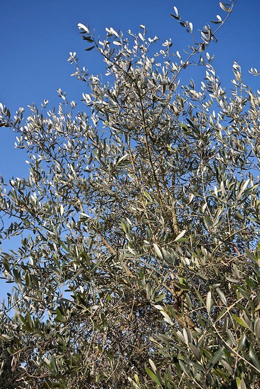 Olea europaea