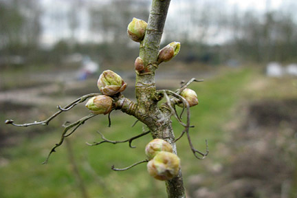 Blackcurrant big bud