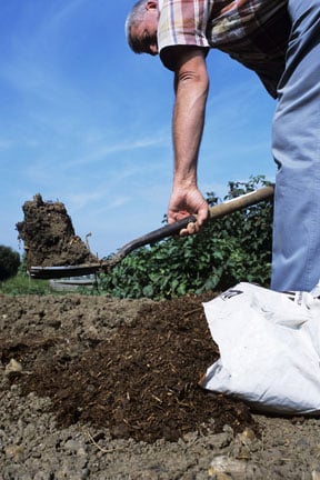 Fruit trees after mulching with organic matter