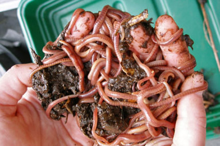 Worm composting