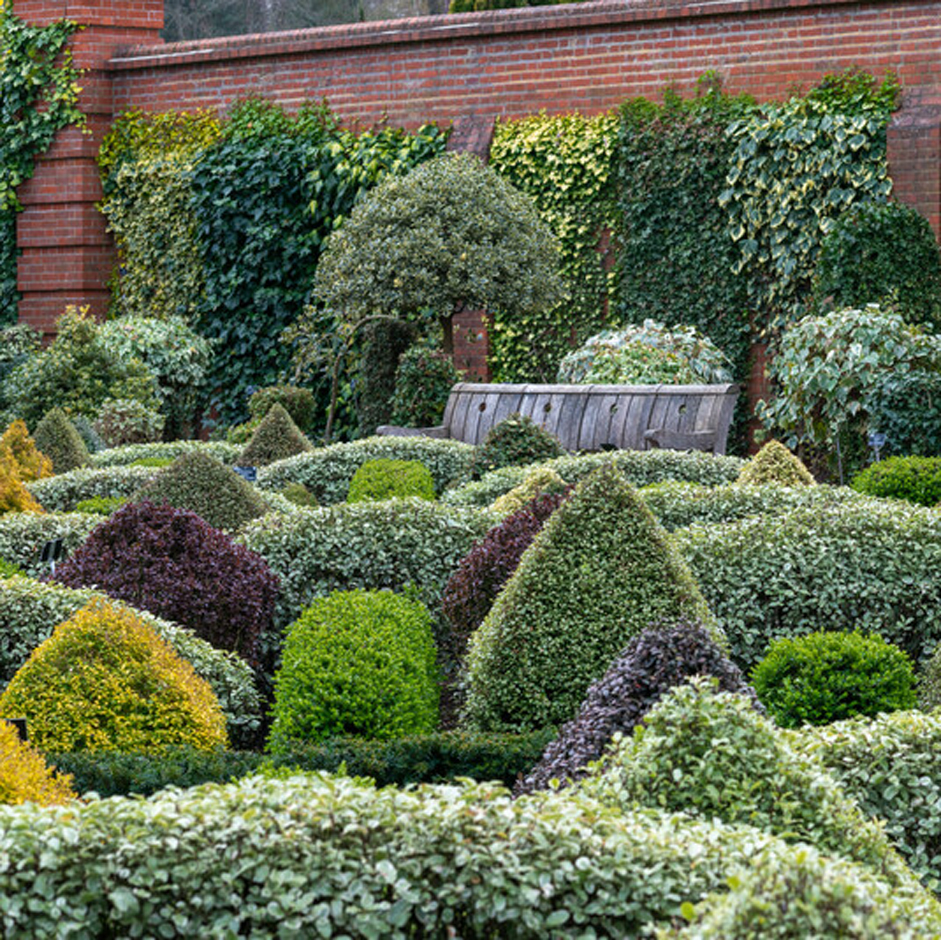 The box alternatives trial at RHS Garden Wisley