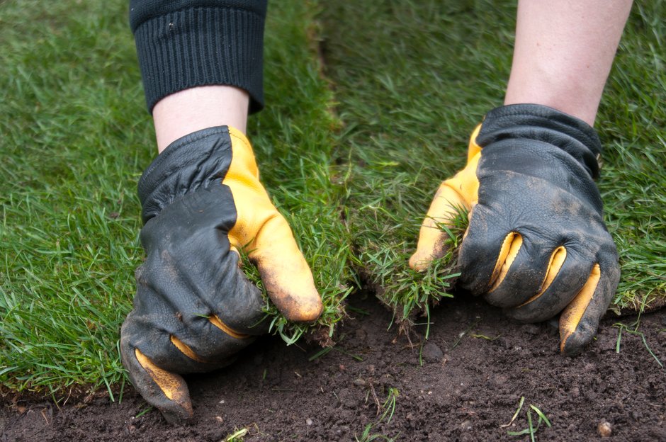 Repair bare patches in spring or autumn