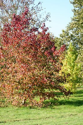 Liquidambar has impressive autumn colour.