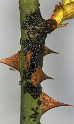 Rose root aphid (<em>Maculolachnus submacula</em>) on Rose (<em>Rosa</em> sp.)