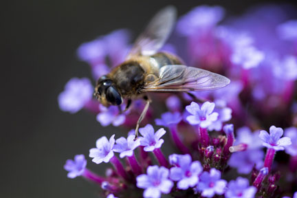 Hoverfly on Verbena bonariensis