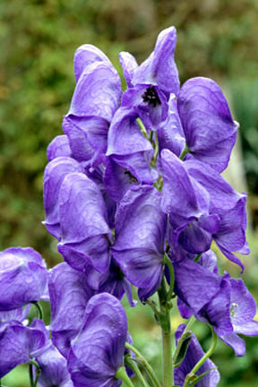 Aconitum carmichaelii Arendsii Group. Credit: RHS/Graham Titchmarsh.