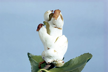 Camellia gall