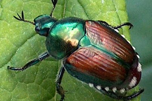 Japanese beetle