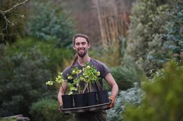 Carrying hellebores in the garden