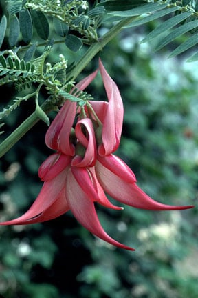 Clianthus puniceus