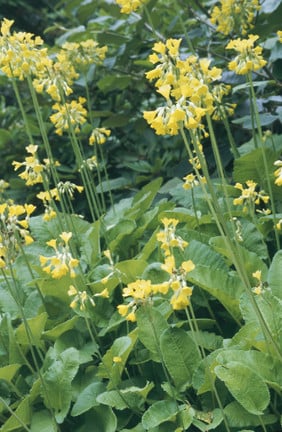 Primula florindae