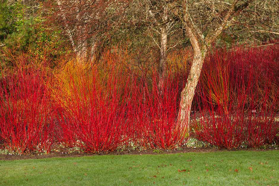 Discover cornus for stem colour