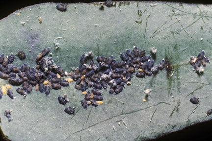 Eucalyptus sucker (<EM>Ctenarytaina eucalypti</EM>) on eucalyptus 