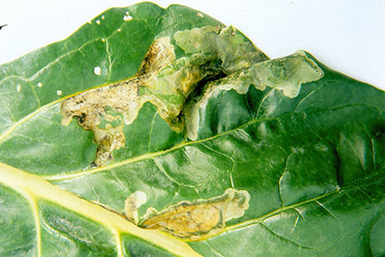 Beet leaf miner damage