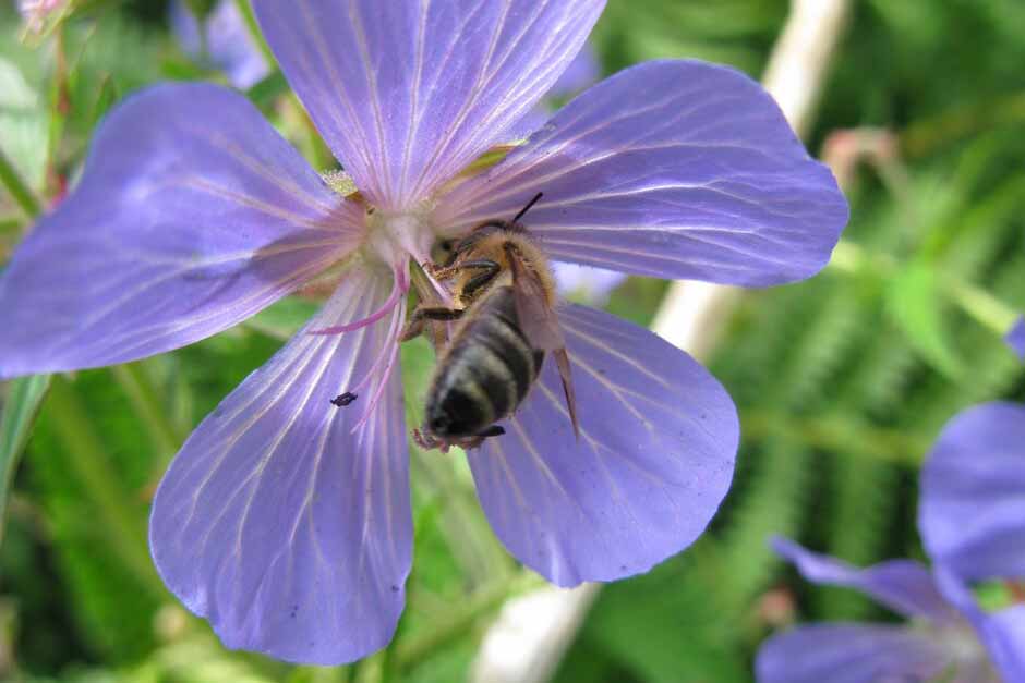 Key plants in the garden