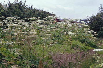 Giant hogweed