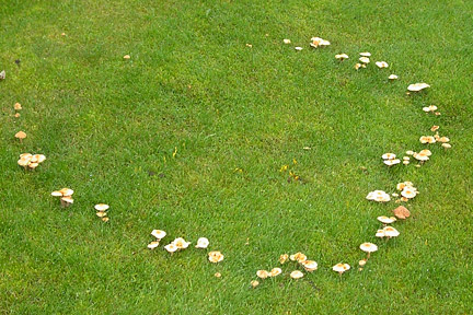 Fairy rings. Image: STRI