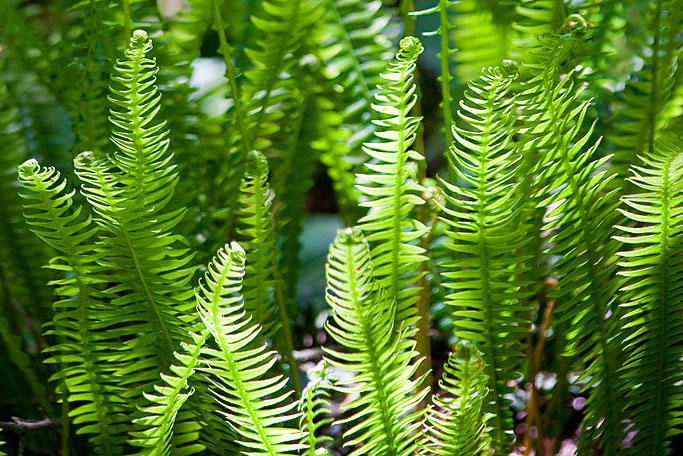 Blechnum spicant