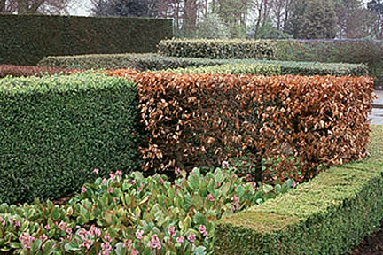 A selection of hedges. Credit: RHS/John Trenholm.