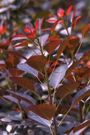 <EM>Cotinus coggygria</EM> 'Royal Purple'