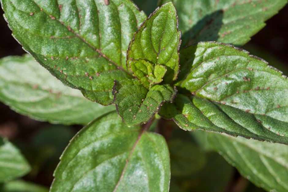 Key plants in the garden