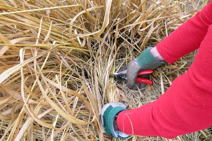 With deciduous grasses, remove all the dead growth in spring